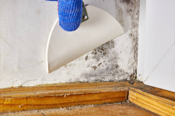 Best Real Estate Mold Inspection  in Lakeview, OR